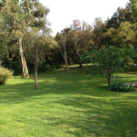 Les Gites Du Merle Cogolin Exterior foto